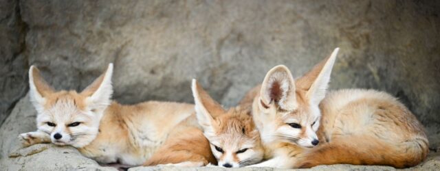 fennec foxes