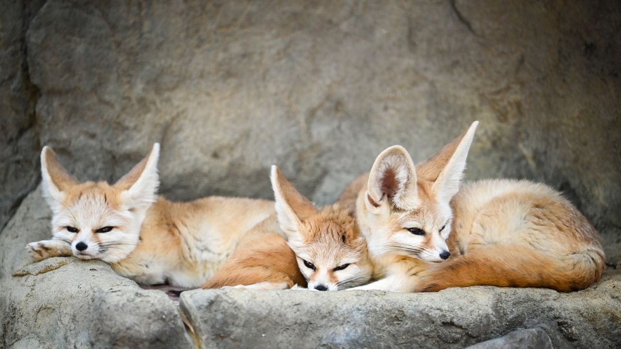 fennec foxes