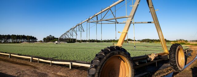 _Taylor_Farms