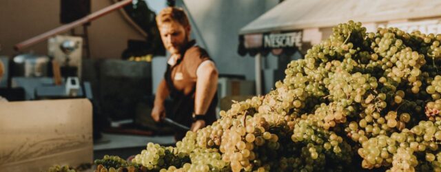 Champagne's Earliest Harvest