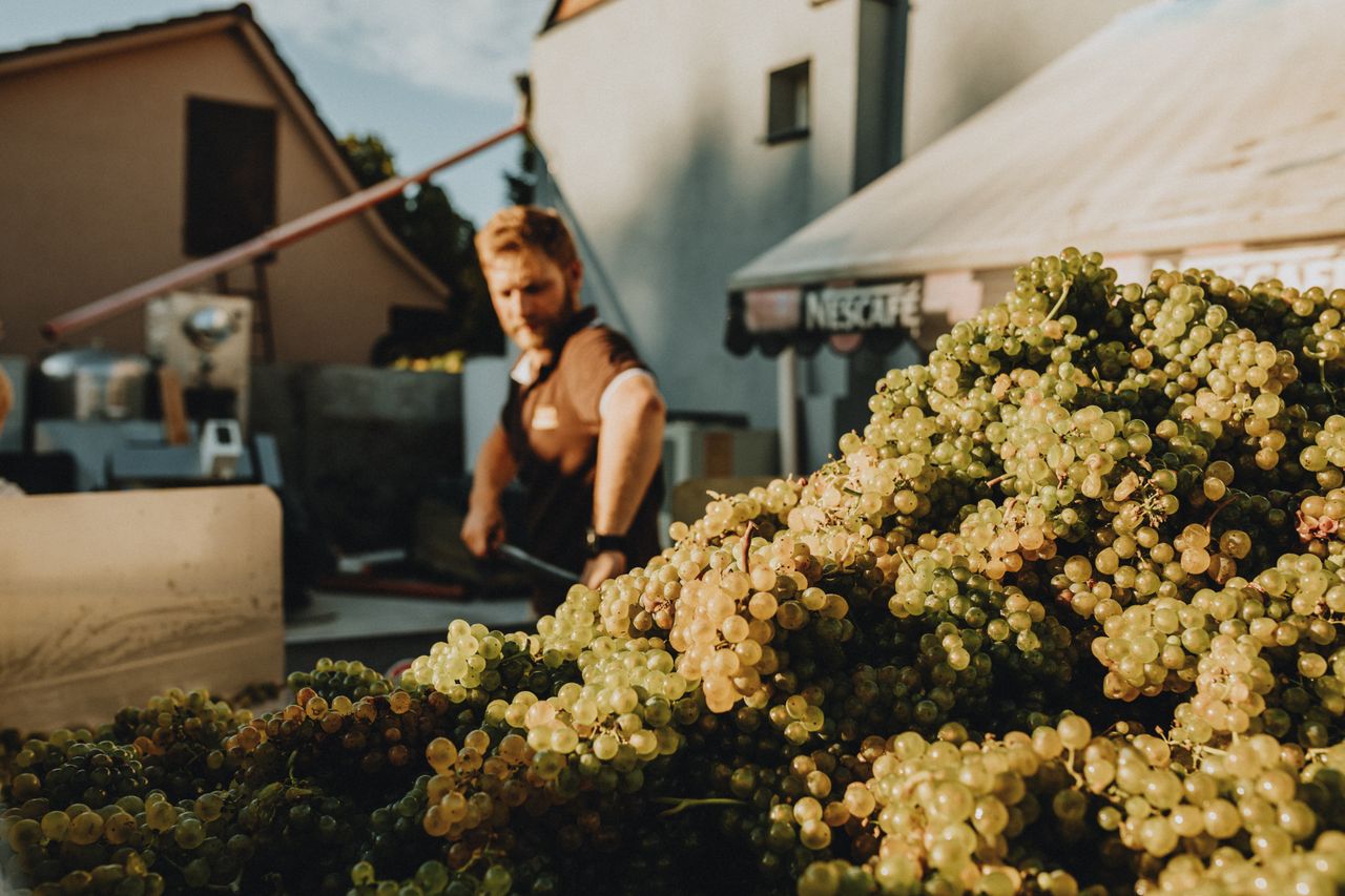 Champagne's Earliest Harvest