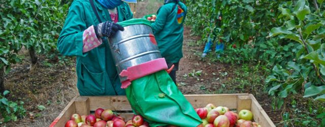 apple harvesting
