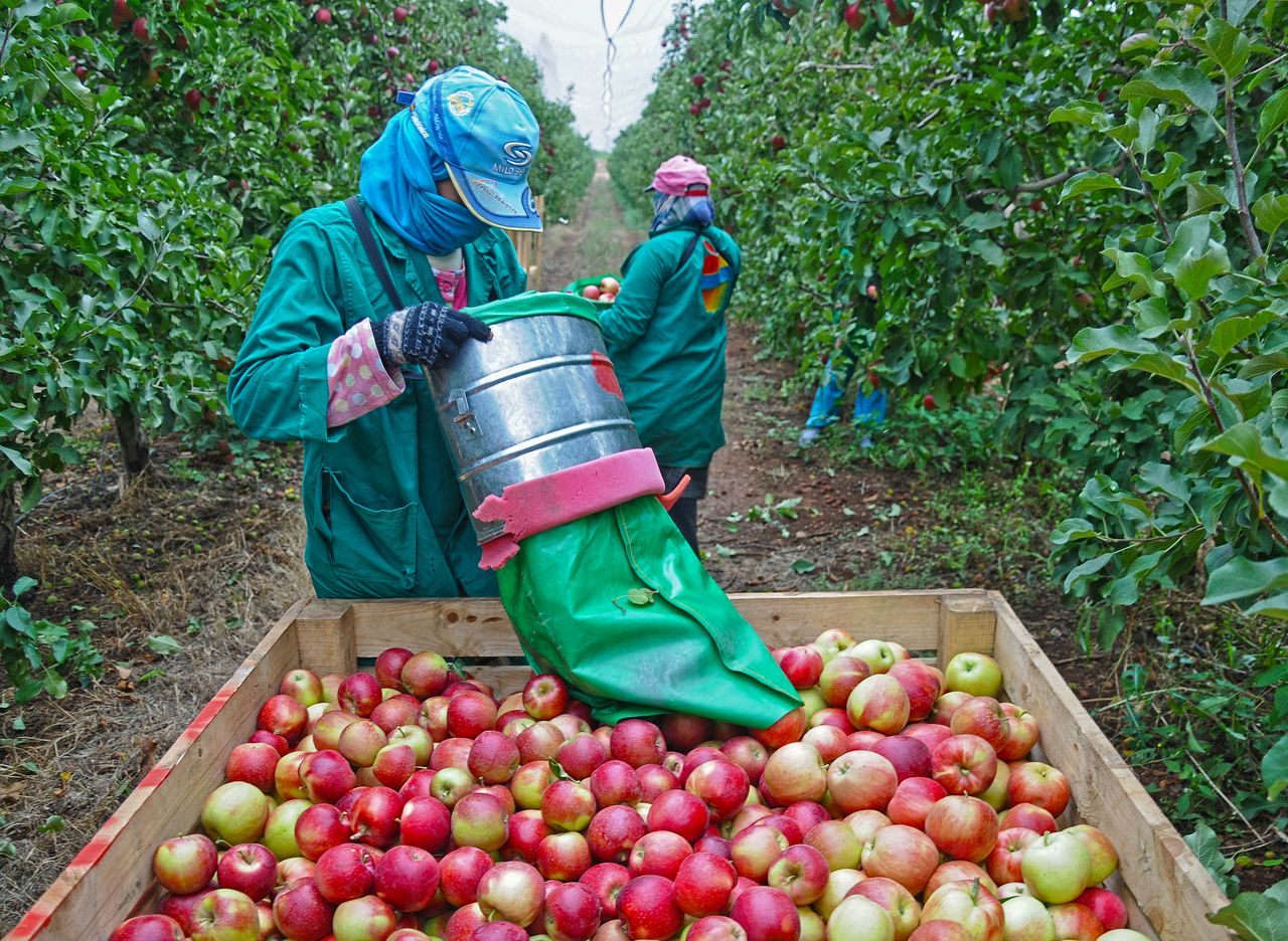apple harvesting