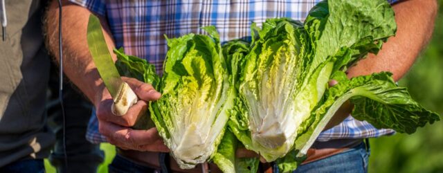 romaine lettuce