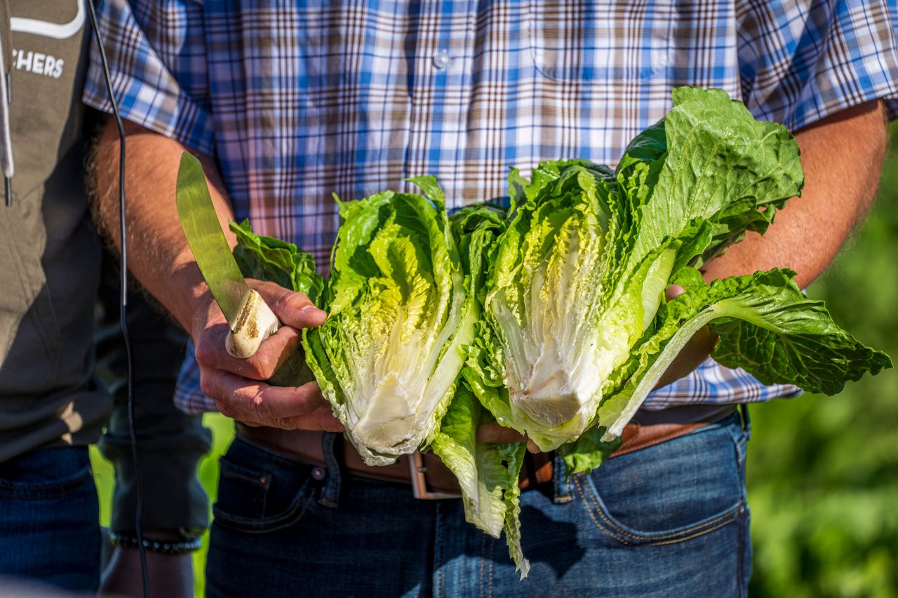 romaine lettuce