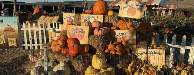 Spina_Farms_Pumpkin_Patch