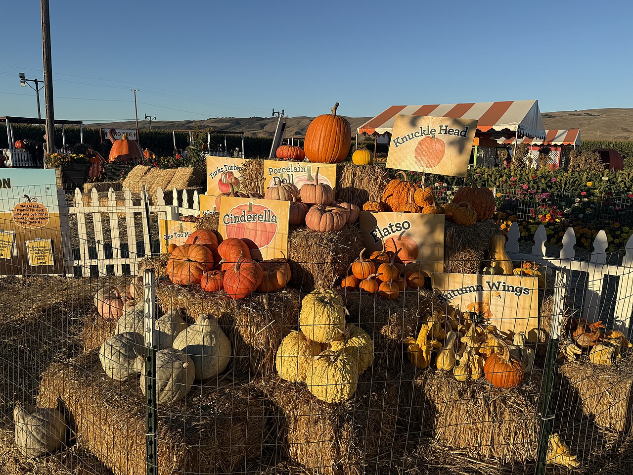 Spina_Farms_Pumpkin_Patch